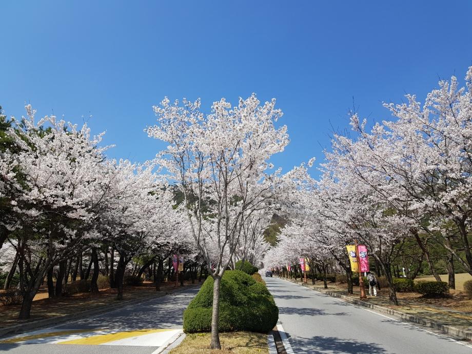 벚꽃이 만개한 4월의 캠퍼스