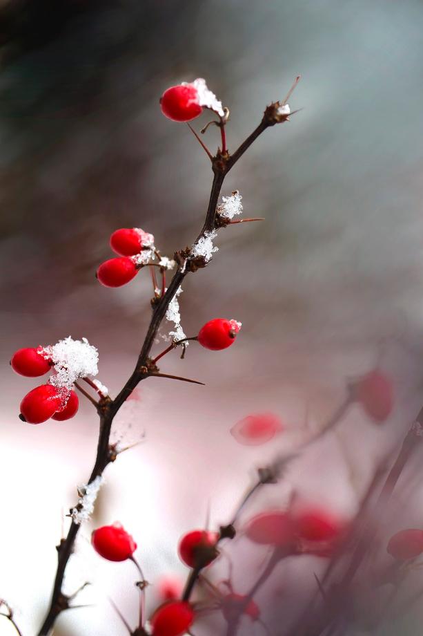 [식품알아보기]베르베린 (Berberine) 만병통치 성분인가?